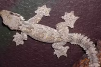 Lạ lùng loài thạch sùng biết bay và tàng hình của VN