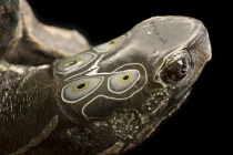 Giải mã loài rùa thiêng 6 mắt tiến vua 