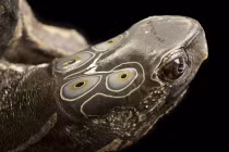 Giải mã loài rùa thiêng 6 mắt tiến vua 