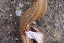 Rắn tự cắn mình đến chết và cái kết bất ngờ