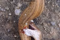 Rắn tự cắn mình đến chết và cái kết bất ngờ