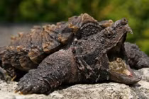 Tận mục những loài rùa kỳ dị, không giống ai nhất (2)