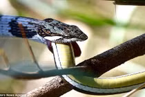Sự thật nghe “sởn da gà” về loài rắn
