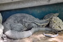 Tận mục kỳ đà hoang dã ở Vườn quốc gia Pù Mát