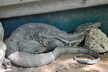 Tận mục kỳ đà hoang dã ở Vườn quốc gia Pù Mát