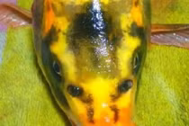 Giáo viên bất ngờ câu được cá chép mặt người