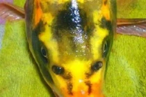 Giáo viên bất ngờ câu được cá chép mặt người