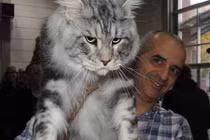 Choáng với những con mèo khổng lồ, to ngang người