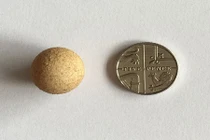 Trứng gà bằng đồng xu gây sửng sốt