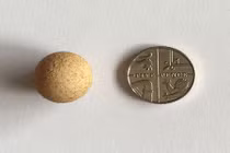 Trứng gà bằng đồng xu gây sửng sốt