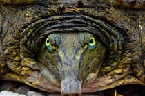 Tận mục những loài rùa kỳ dị, không giống ai nhất (1)