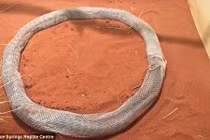 Kỳ dị cảnh trăn tự mắc kẹt trong lớp da lột