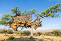 Cận cảnh tổ chim lớn nhất thế giới nặng 900kg