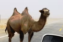 Lạc đà cắn đứt đầu chủ nhân vì tức giận