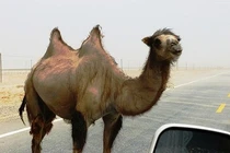 Lạc đà cắn đứt đầu chủ nhân vì tức giận