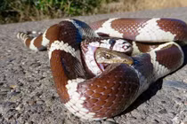 Rợn người thằn lằn bị nuốt vào bụng vẫn thò đầu cắn lại rắn