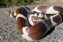 Rợn người thằn lằn bị nuốt vào bụng vẫn thò đầu cắn lại rắn