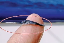 Hình ảnh trưởng thành của loài cá tí hon ai cũng sốc nặng