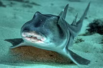 Cá mập cũng đa dạng tính cách như con người