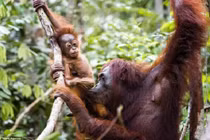 Ảnh “độc” đười ươi mẹ dạy con trèo cây