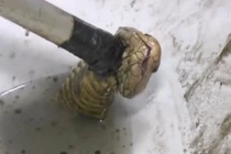 Hoảng hồn rắn hổ mang chui lên từ bồn cầu
