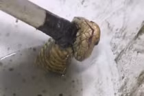 Hoảng hồn rắn hổ mang chui lên từ bồn cầu