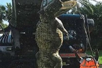 Cá sấu khổng lồ chui cống làm tắc cả đường ống