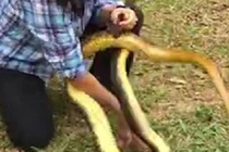 Rùng mình cảnh người tay không bắt rắn khổng lồ