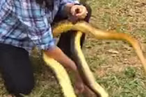 Rùng mình cảnh người tay không bắt rắn khổng lồ