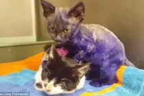 Xót xa hoàn cảnh đáng thương của “mèo tím”