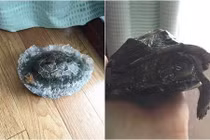 Rùa bị đóng băng bất ngờ “trở về từ cõi chết”