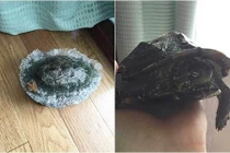 Rùa bị đóng băng bất ngờ “trở về từ cõi chết”