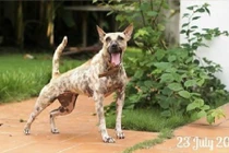 Chú chó bị hoại tử mõm ở Bến Tre giờ ra sao?