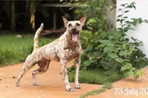 Chú chó bị hoại tử mõm ở Bến Tre giờ ra sao?