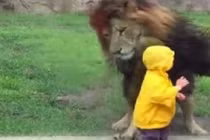 Sư tử tấn công cậu bé 2 tuổi và cái kết “đắng”