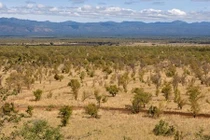 Chuyện ít biết về loài động vật nổi tiếng, sư tử cái Elsa