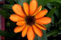 Chiêm ngưỡng bông hoa đầu tiên nở trên trạm vũ trụ ISS