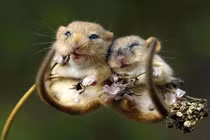 Thích thú với loạt ảnh tình yêu của động vật