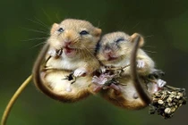 Thích thú với loạt ảnh tình yêu của động vật