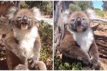 Chết cười xem gấu koala con ngồi ăn vạ, khóc om sòm 