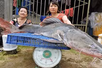 Bắt được cá lăng "khủng" nặng gần 40 kg ở Đắk Lắk