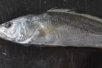 Lý giải khoa học chuyện cá biển xuất hiện ở Đồng Tháp Mười