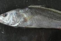 Lý giải khoa học chuyện cá biển xuất hiện ở Đồng Tháp Mười