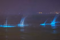 Kỳ bí ánh sáng xanh ma quái trên bờ biển Trung Quốc