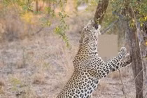 Cận cảnh cuộc chiến khốc liệt giữa báo hoa và trăn khủng