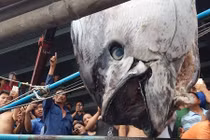 Đăng ký kỷ lục Việt Nam cho cá ngừ vây xanh khổng lồ