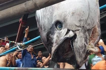 Đăng ký kỷ lục Việt Nam cho cá ngừ vây xanh khổng lồ