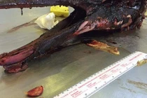 “Thủy quái” liên tiếp dạt vào bờ: Điềm báo gì?