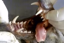 Giết được "quỷ" hút máu dê ở Ukraine?