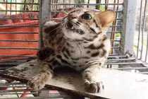 Bắt được mèo rừng châu Phi ở Hậu Giang